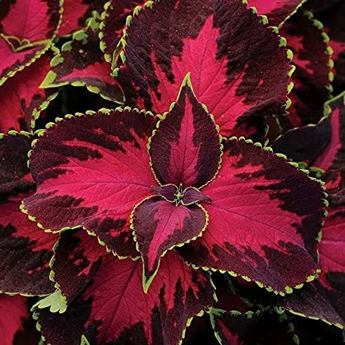Premium Sun Chocolate Covered Cherry Coleus Seeds