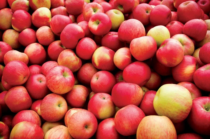 Jonathan Apple Seeds for Planting – Sweet & Tart Heirloom Apple Trees