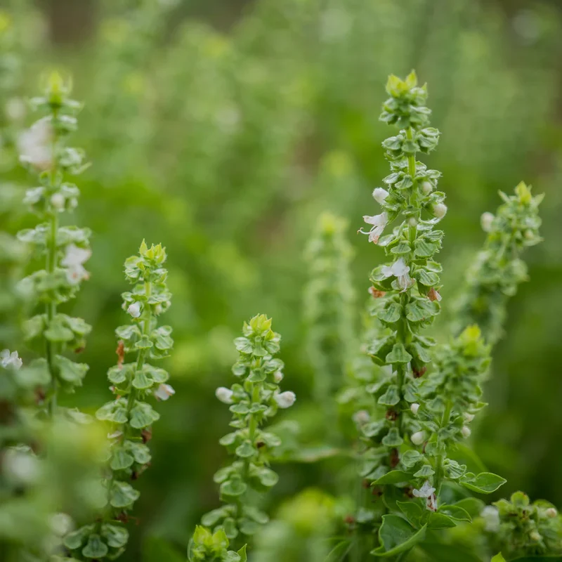 Sweet Basil Seeds – Organic, Non-GMO, Fast-Growing Culinary Variety