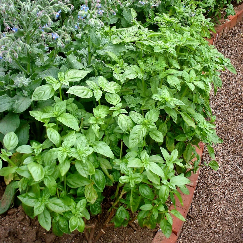 Sweet Basil Seeds – Organic, Non-GMO, Fast-Growing Culinary Variety