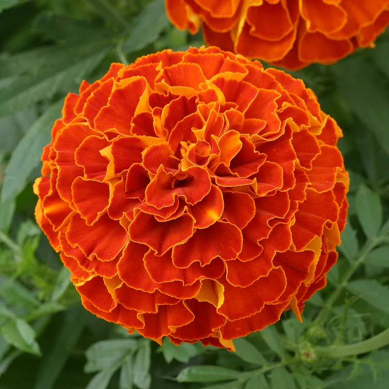 Triploid Marigold Flower Seeds, Hybrid Vigorous Blooms for Gardens