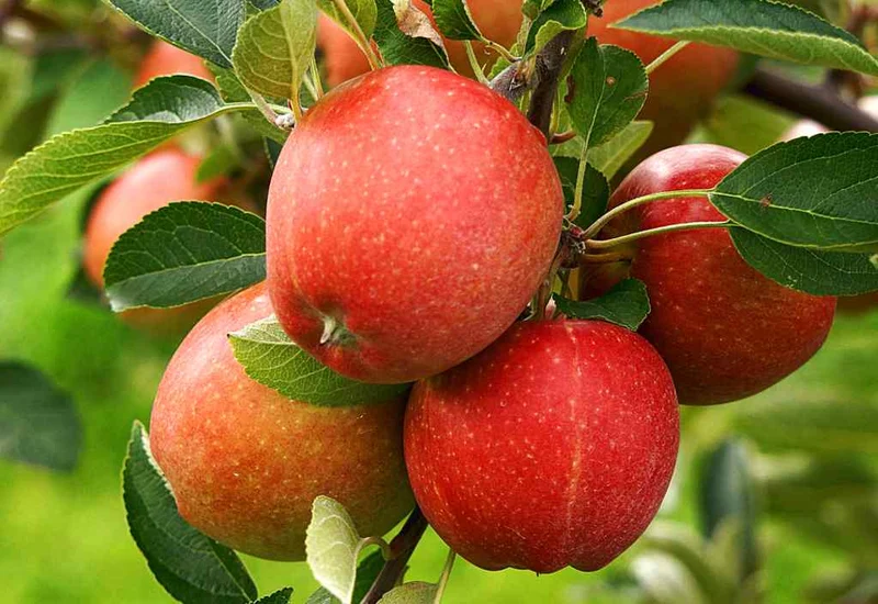 Northern Spy Apple Seeds for Planting – Crisp, Juicy & Flavorful Apple Trees