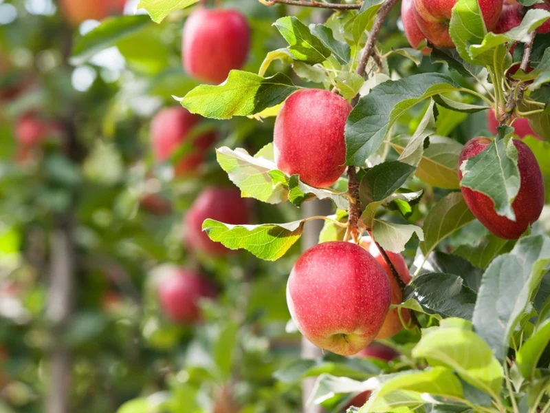 Northern Spy Apple Seeds for Planting – Crisp, Juicy & Flavorful Apple Trees