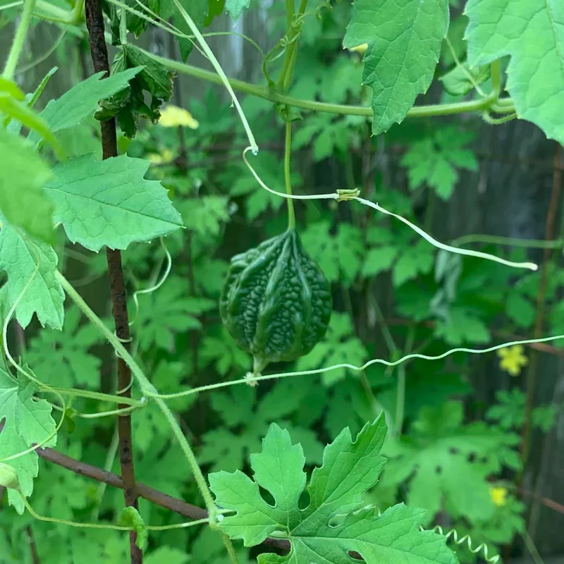 Baby Bitter Gourd Seeds – High-Yield, Heirloom Variety for Home Gardening