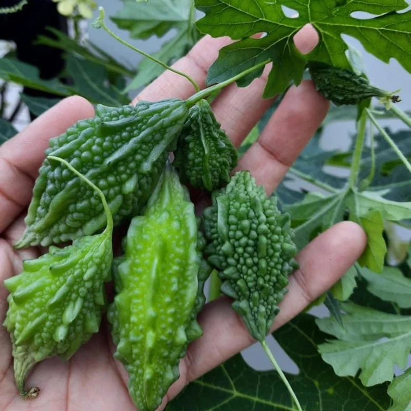 Baby Bitter Gourd Seeds – High-Yield, Heirloom Variety for Home Gardening