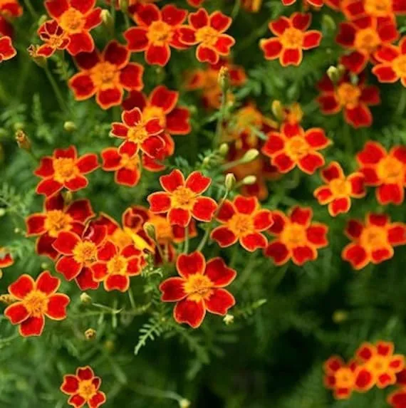 Signet Marigold Seeds – Tagetes tenuifolia – Edible, Delicate Blooms for Gardens