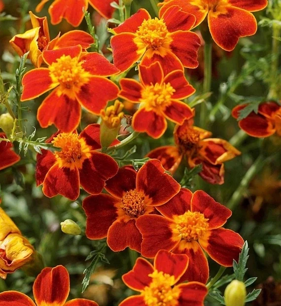 Signet Marigold Seeds – Tagetes tenuifolia – Edible, Delicate Blooms for Gardens
