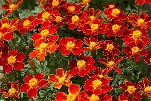 Signet Marigold Seeds – Tagetes tenuifolia – Edible, Delicate Blooms for Gardens
