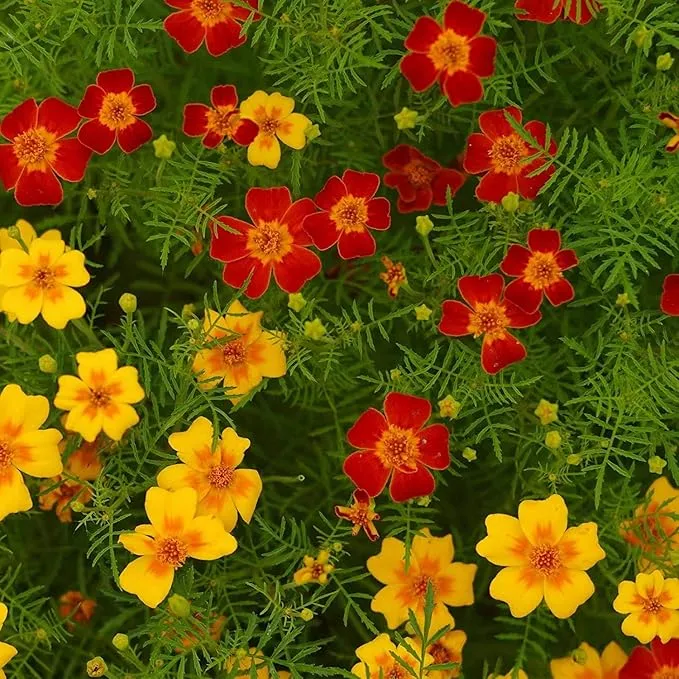 Signet Marigold Seeds – Tagetes tenuifolia – Edible, Delicate Blooms for Gardens