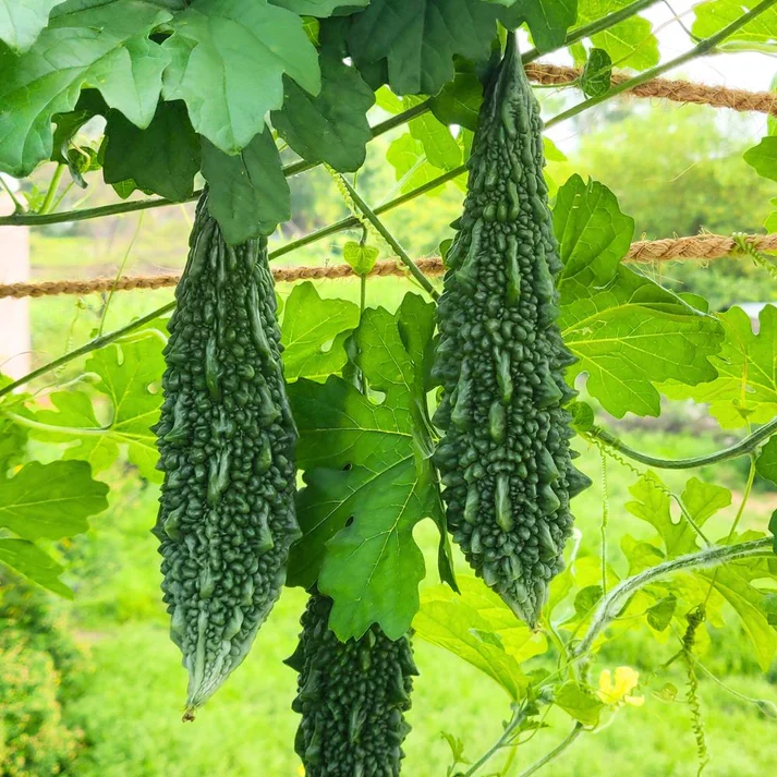 Arka Harit Bitter Gourd Seeds – High-Yield, Premium Quality, Easy to Grow