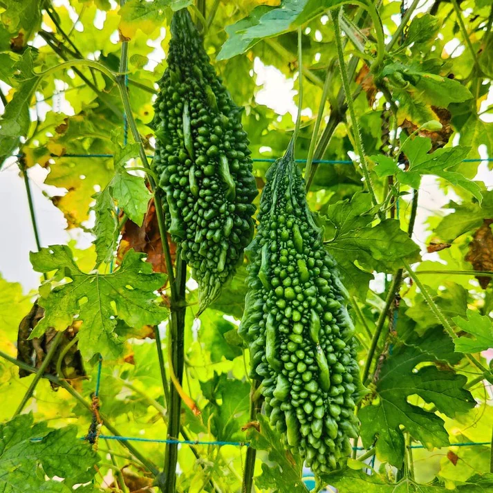 Arka Harit Bitter Gourd Seeds – High-Yield, Premium Quality, Easy to Grow