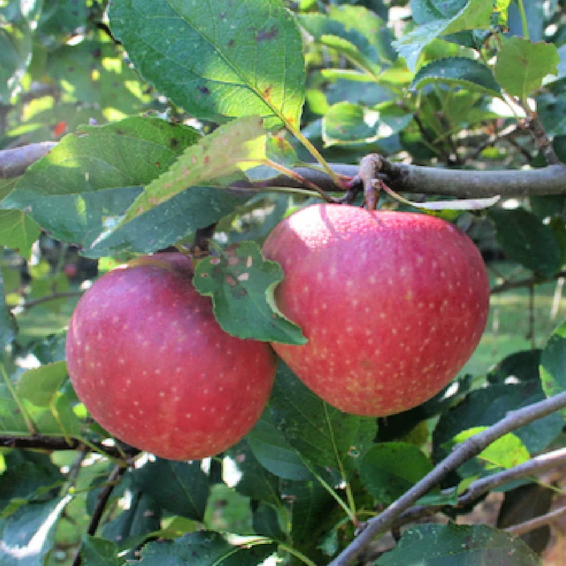 Jonagold Apple Seeds for Planting – Sweet & Tart Juicy Apple Trees