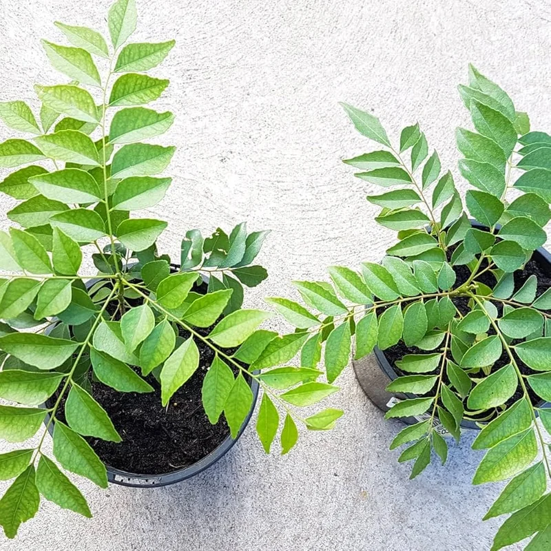Veg Curry Leaf Seeds – Premium Quality Organic, Fast-Growing Aromatic Herb for Home Garden