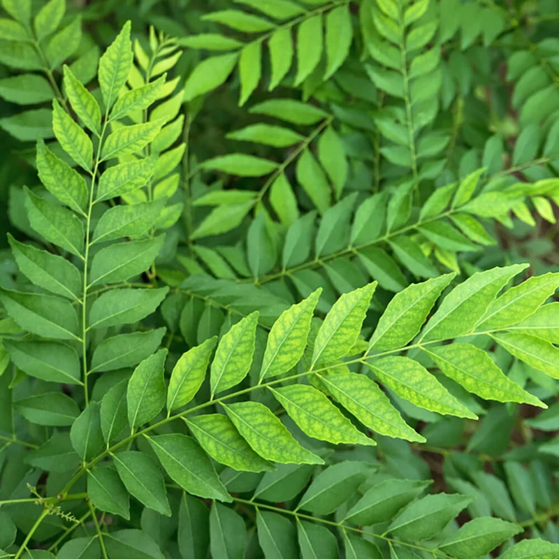 Veg Curry Leaf Seeds – Premium Quality Organic, Fast-Growing Aromatic Herb for Home Garden