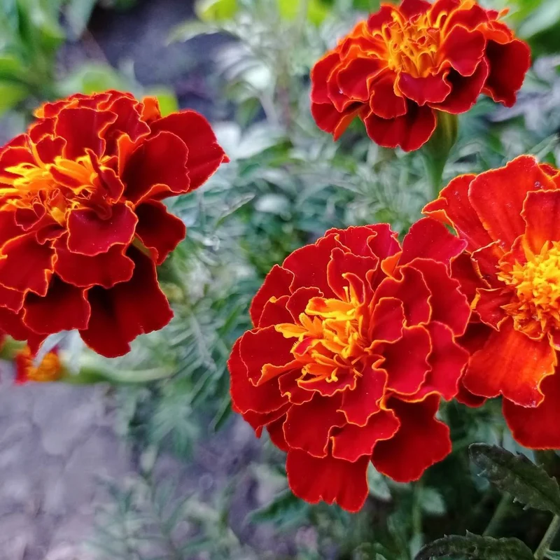 French Marigold Seeds – Compact, Vibrant Blooms for Garden Planting