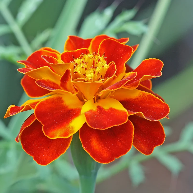 French Marigold Seeds – Compact, Vibrant Blooms for Garden Planting