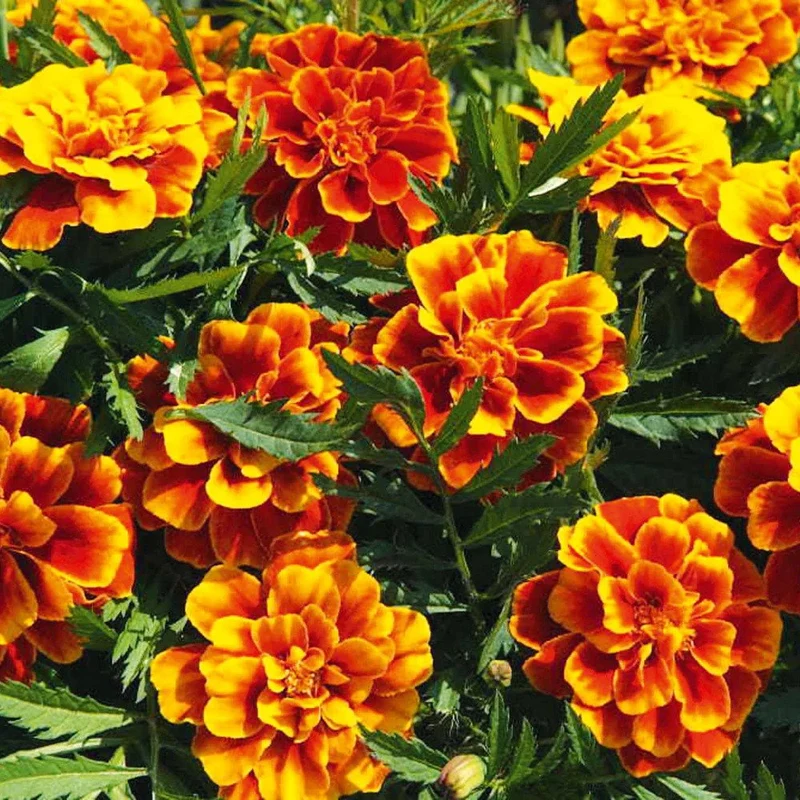 French Marigold Seeds – Compact, Vibrant Blooms for Garden Planting