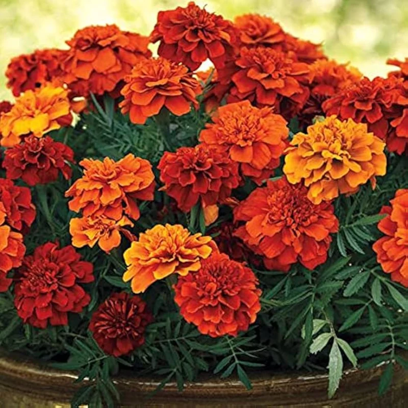 Bronze with Gold Highlights Marigold Seeds, Warm, Glowing Blooms for Gardens