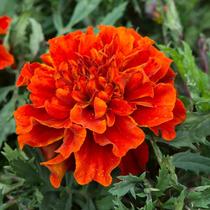 Bronze with Gold Highlights Marigold Seeds, Warm, Glowing Blooms for Gardens