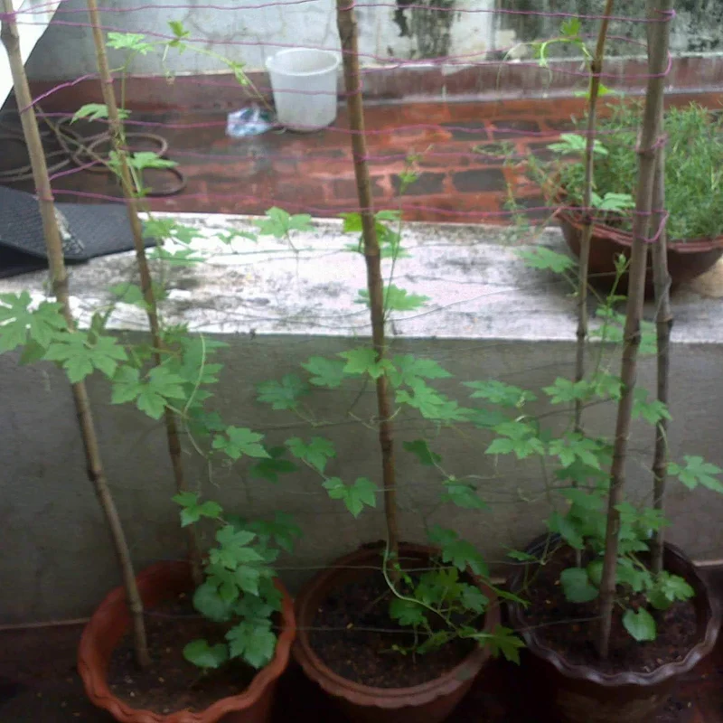 Pusa Vishesh Bitter Gourd Seeds – High-Yield, Early Maturing Variety
