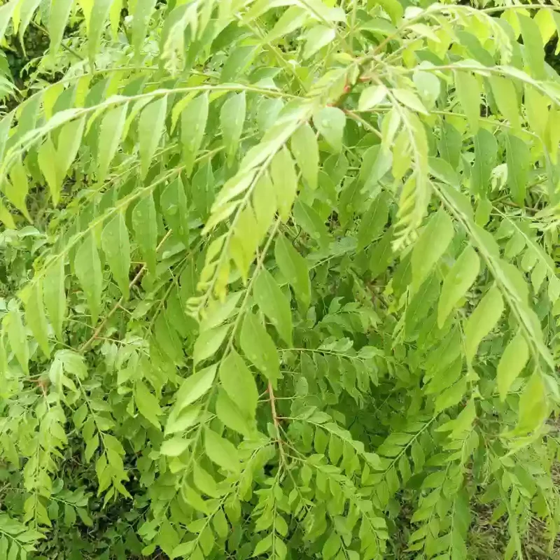 Krishna Curry Leaf Seeds – Premium Quality, Fast-Growing, Aromatic Herb for Cooking & Gardening