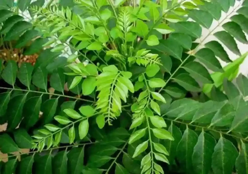 Krishna Curry Leaf Seeds – Premium Quality, Fast-Growing, Aromatic Herb for Cooking & Gardening