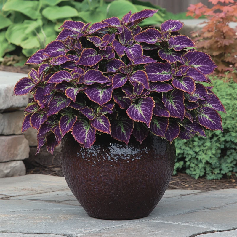 Coleus Trailing Purple Seeds | Stunning Purple Leaves with Green Edges for Cascading Beauty
