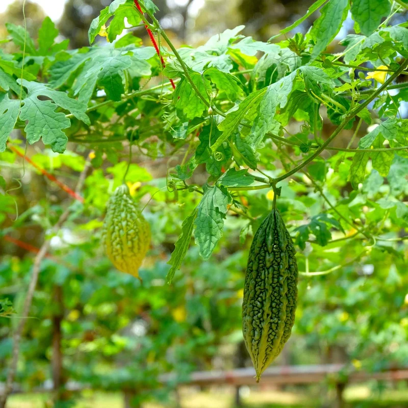 Pusa Do Mausami Bitter Gourd Seeds – High-Yield, Heirloom Variety for Home & Commercial Growing