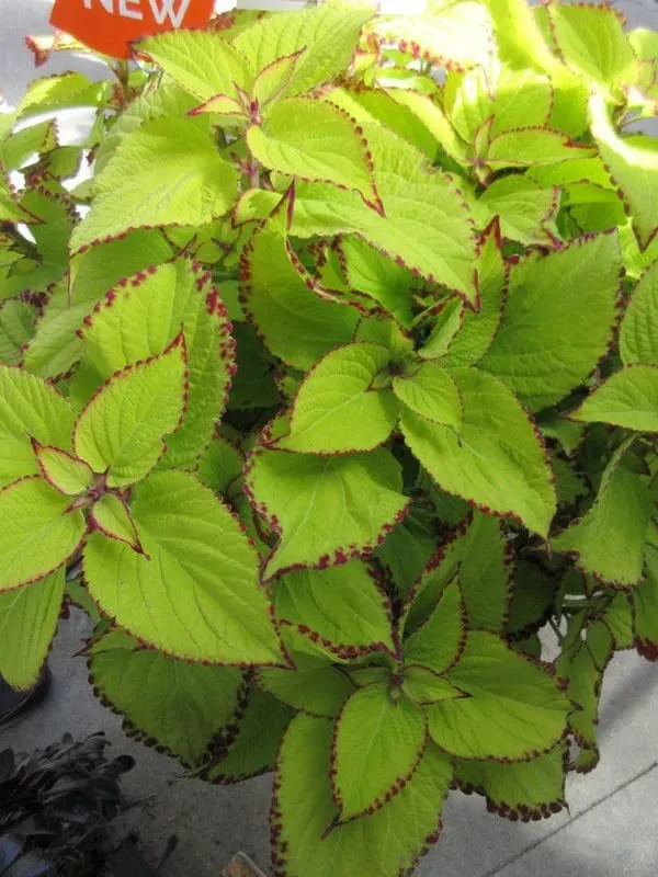 Coleus Wasabi Seeds – Vibrant Green Foliage for Garden Planting