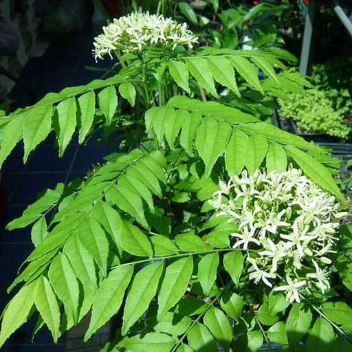 Senkaampu Curry Leaf Seeds – Premium Quality, Fresh & Organic Seeds for Planting – Grow Flavorful Curry Leaves at Home