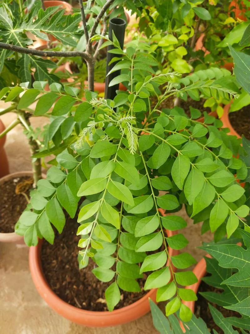 Giant Curry Leaf Seeds for Planting | Premium Organic Murraya Koenigii | Fast-Growing Herb for Home Garden & Cooking