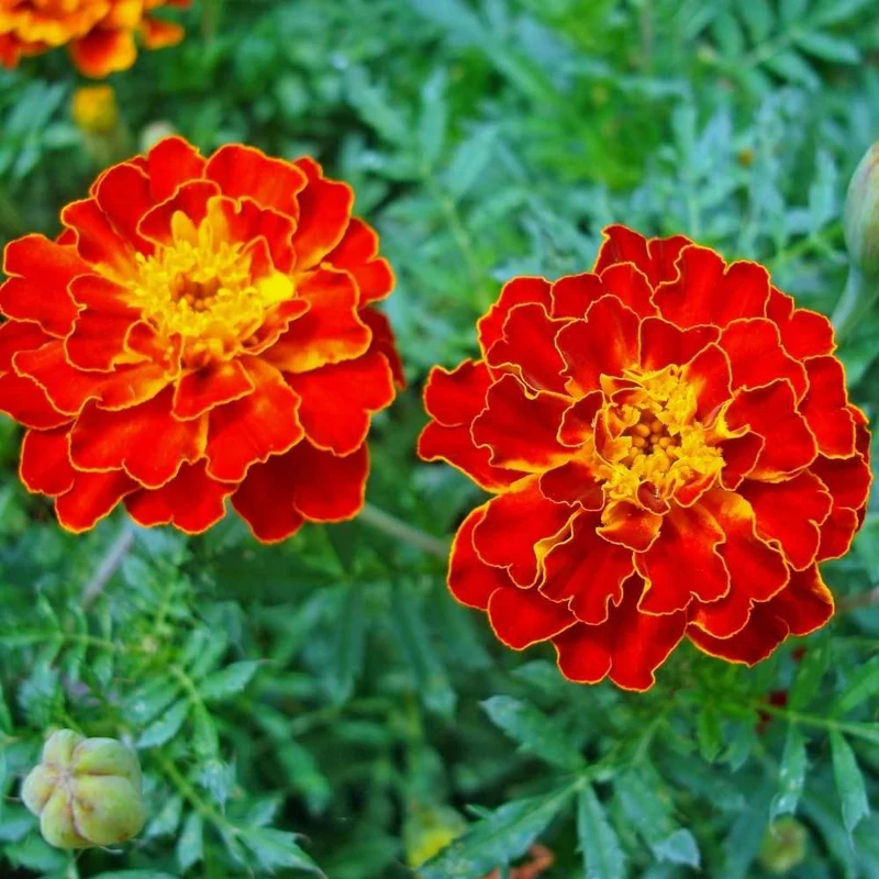 Red with Golden Tips Marigold Seeds, Striking Bicolor Blooms for Gardens