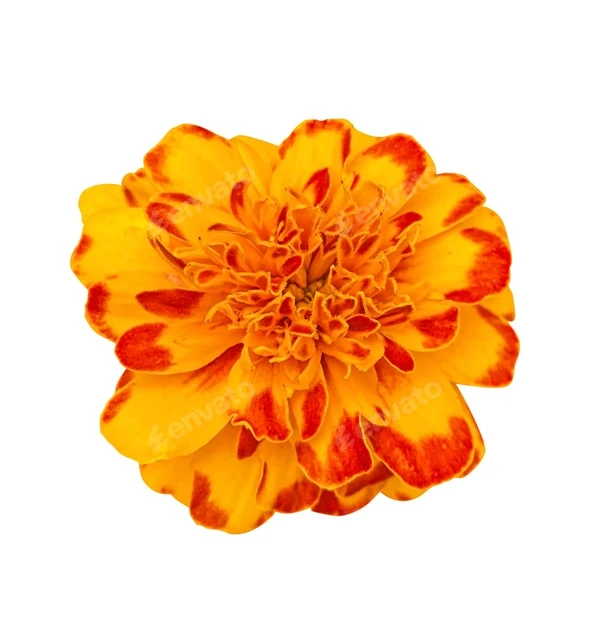 Orange with Red Edges Marigold Seeds, Fiery Bicolor Blooms for Gardens