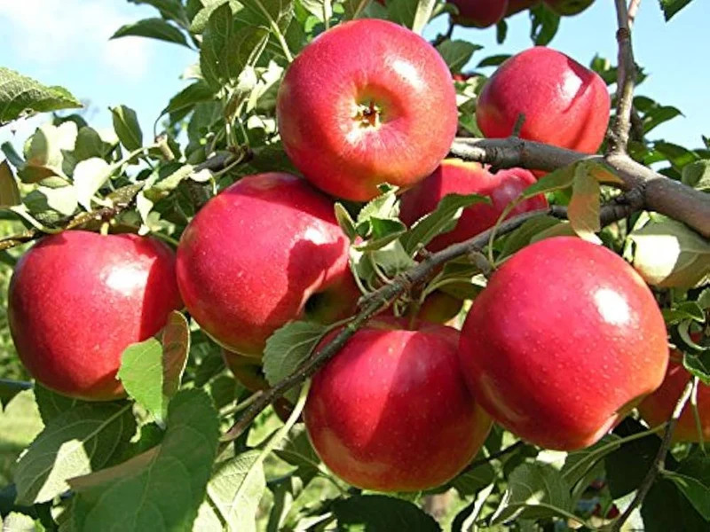Gala Apple Seeds for Planting – Sweet & Crisp Fruit Tree Seeds