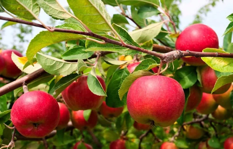 Gala Apple Seeds for Planting – Sweet & Crisp Fruit Tree Seeds