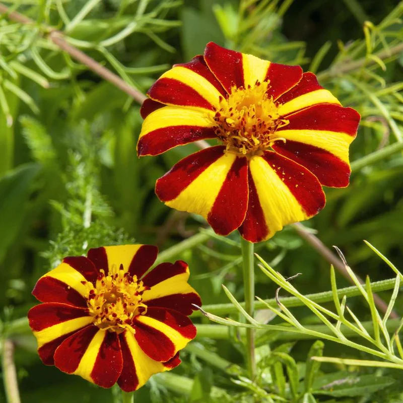 Yellow with Red Stripes Marigold Seeds – Unique Bicolor Blooms for Garden Planting