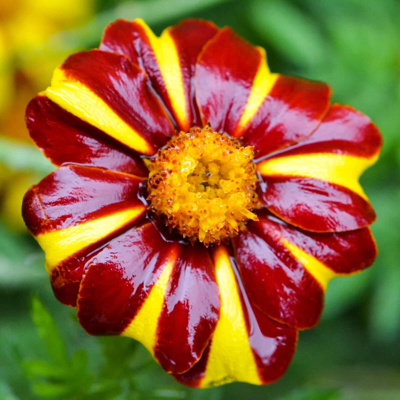 Yellow with Red Stripes Marigold Seeds – Unique Bicolor Blooms for Garden Planting