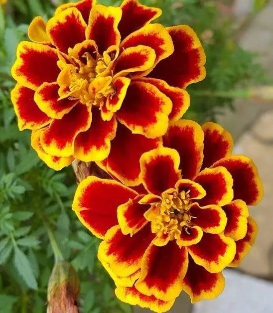 Yellow with Red Stripes Marigold Seeds – Unique Bicolor Blooms for Garden Planting