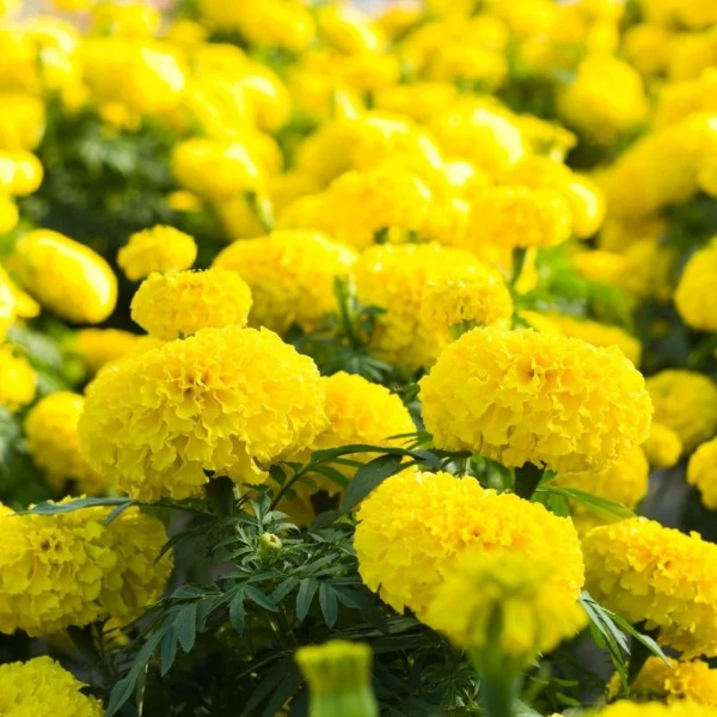 Lemon Yellow Marigold Seeds – Bright Garden Blooms