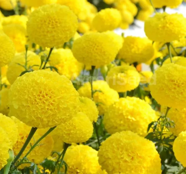 Lemon Yellow Marigold Seeds – Bright Garden Blooms
