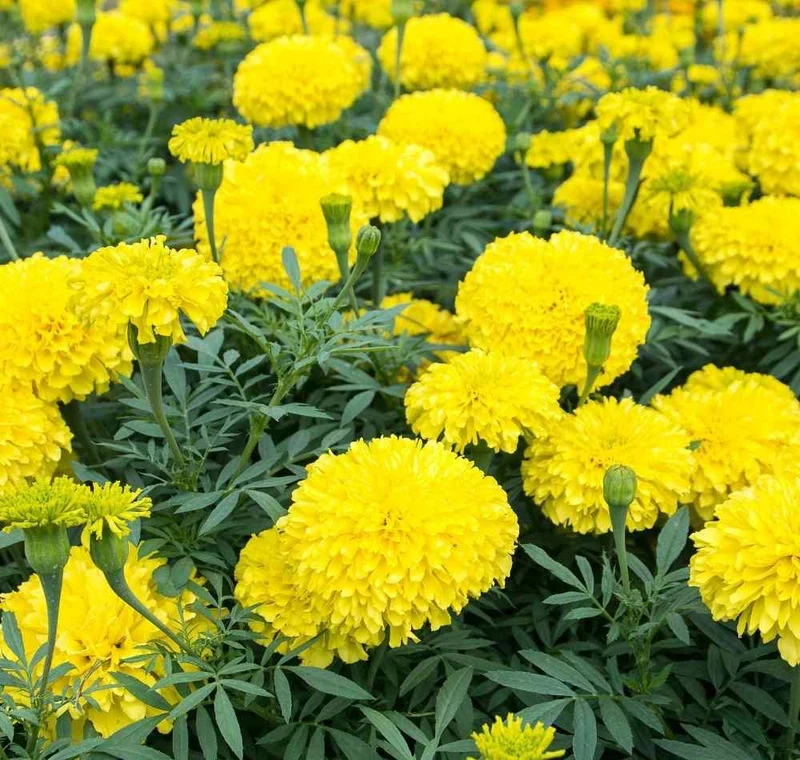 Lemon Yellow Marigold Seeds – Bright Garden Blooms