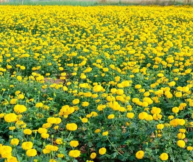 Lemon Yellow Marigold Seeds – Bright Garden Blooms