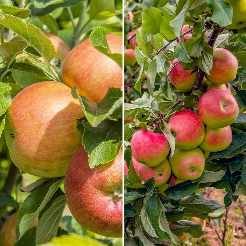 Fuji Apple Seeds for Planting – Grow Sweet & Juicy Apple Trees