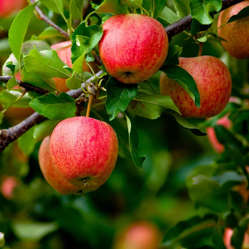 Fuji Apple Seeds for Planting – Grow Sweet & Juicy Apple Trees