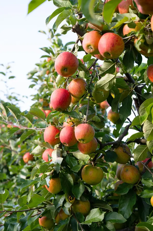 Fuji Apple Seeds for Planting – Grow Sweet & Juicy Apple Trees