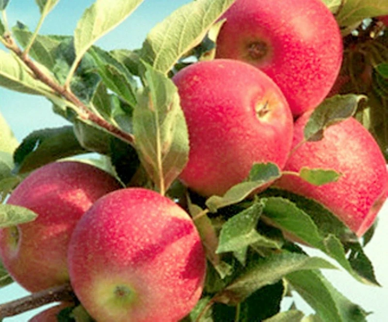 Fuji Apple Seeds for Planting – Grow Sweet & Juicy Apple Trees
