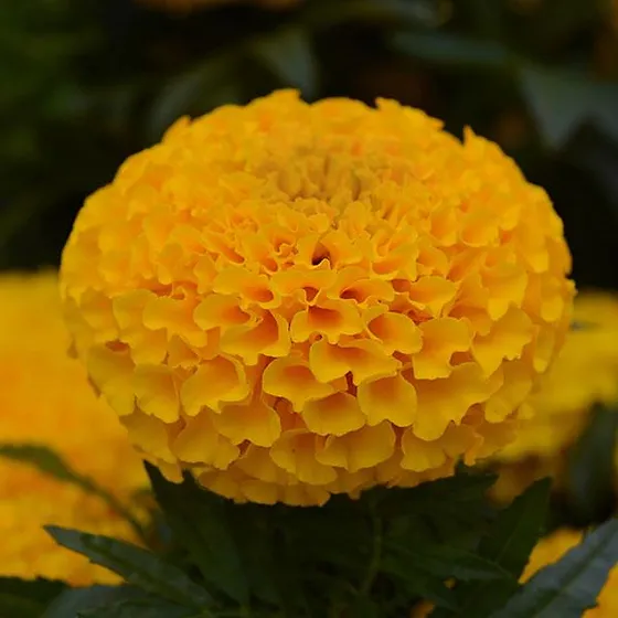 Golden Marigold Flower Seeds, Radiant Blooms for Gardens and Landscaping