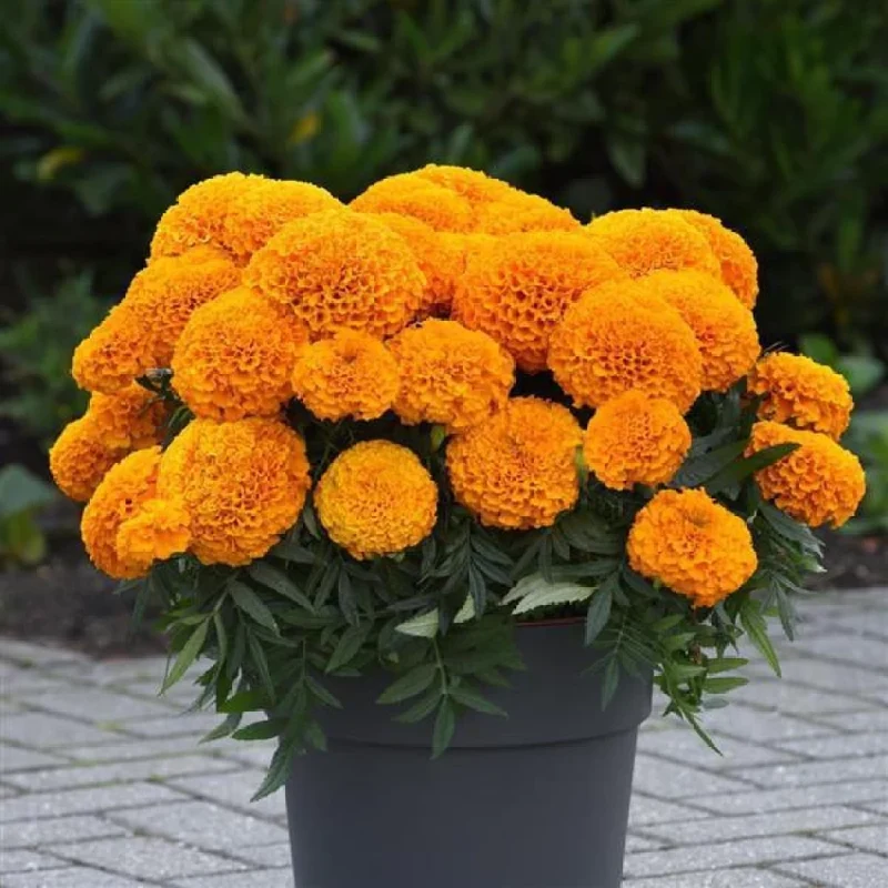 Golden Marigold Flower Seeds, Radiant Blooms for Gardens and Landscaping