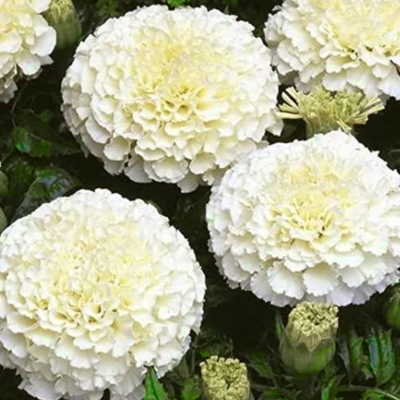 Marigold Seeds (White Marigold Seeds) - Rare Elegant Blooms for Gardens & Bouquets
