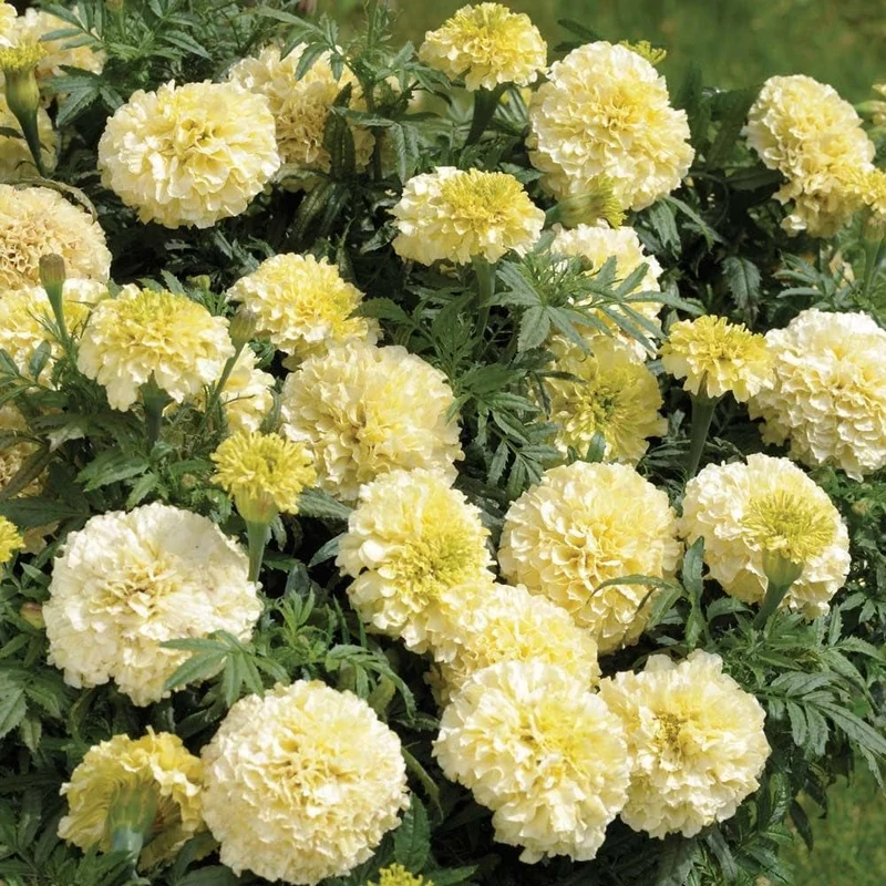 Marigold Seeds (White Marigold Seeds) - Rare Elegant Blooms for Gardens & Bouquets